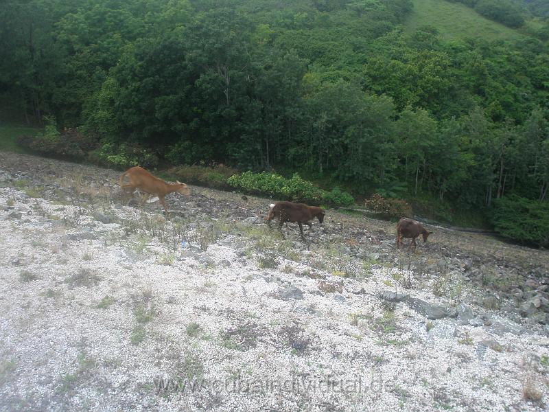 1120 Sierra del Escampray.JPG